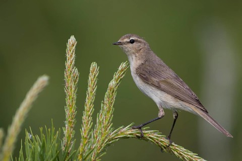 Siberian Chiffchaff - Taigazilpzalp - Phylloscopus tristis, Russia (Ural)