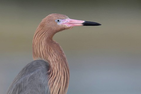 Reddish Egret (Egretta rufescens), Florida, USA