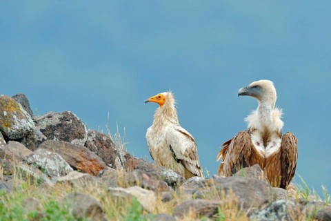 Griffon Vulture and Egyptian vulture, big birds of prey sitting on stone, rock mountain, nature
