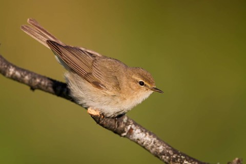 Siberian Chiffchaff - Taigazilpzalp - Phylloscopus tristis, Kazakhstan