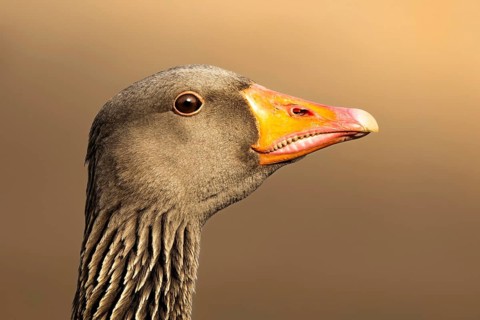 Greylag Goose (Anser anser), South Holland, Netherlands