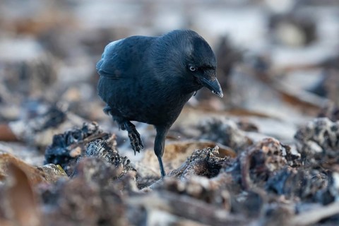 Western Jackdaw (Coloeus monedula) perched on a beach, Schleswig-Holstein, Deutschland, Germany