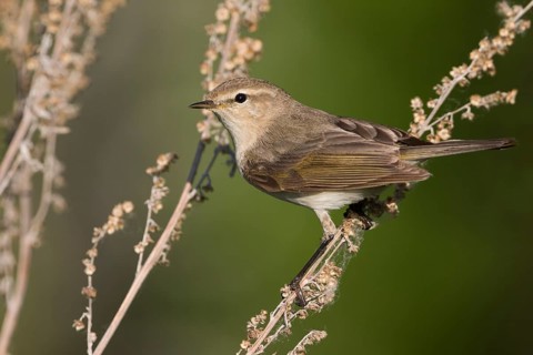 Siberian Chiffchaff - Taigazilpzalp - Phylloscopus tristis, Russia (Ural)