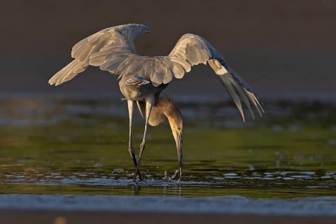 Reddish Egret (Egretta rufescens) foraging, Costa Rica
