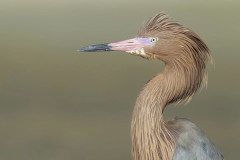 Reddish Egret (Egretta rufescens), Florida, USA