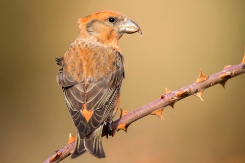 Red Crossbill (Loxia curvirostra) male perched on a branch, Aragon, Spain