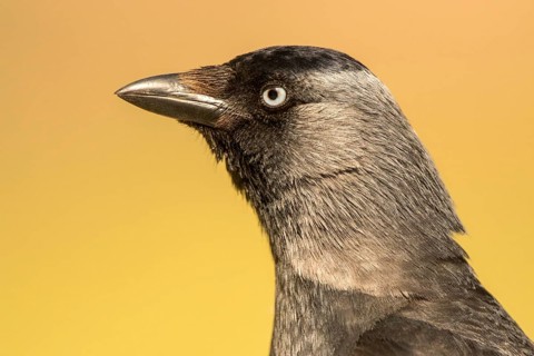 Western Jackdaw (Coloeus monedula), Romania