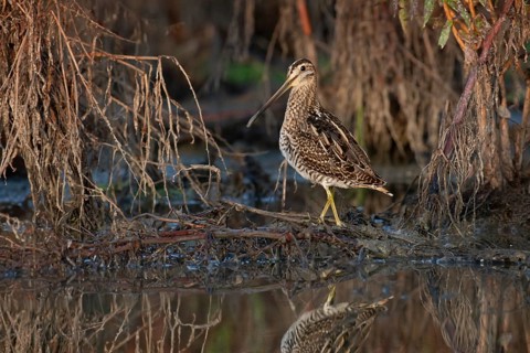 Common Snipe (Gallinago gallinago) foraging, Saxony, Germany