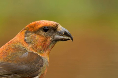 Red Crossbill (Loxia curvirostra) male, Utrecht, Netherlands