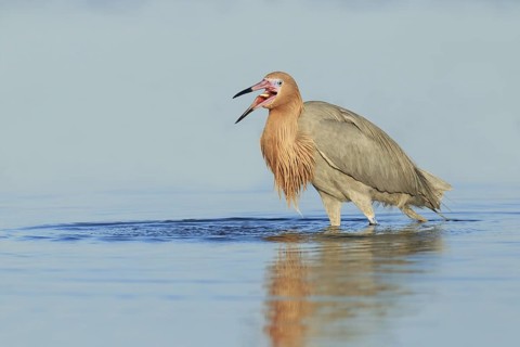 Reddish Egret (Egretta rufescens), Florida, USA