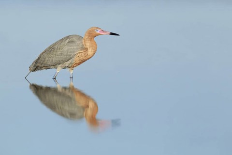 Reddish Egret (Egretta rufescens), Florida, USA