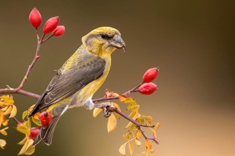 Red Crossbill (Loxia curvirostra) male perched on a branch, Aragon, Spain