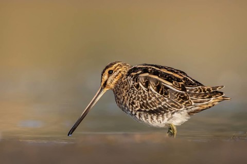 Common Snipe (Gallinago gallinago) foraging, North Rhine-Westphalia, Germany