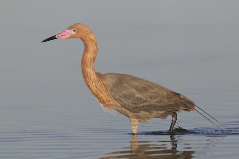 Reddish Egret (Egretta rufescens), Florida, USA
