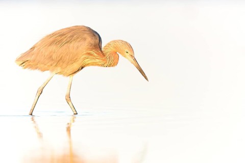 Reddish Egret (Egretta rufescens) foraging, Florida, USA