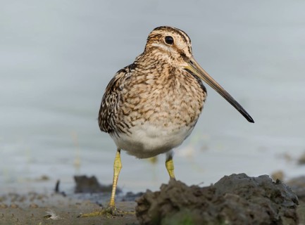 Common Snipe (Gallinago gallinago), Schleswig-Holstein, Germany