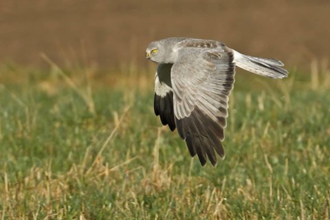 Hen Harrier (Circus cyaneus) male flying, Rhineland-Palatinate, Germany