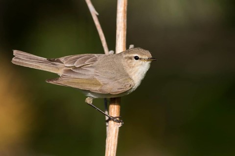 Siberian Chiffchaff - Taigazilpzalp - Phylloscopus tristis, Russia (Ural)