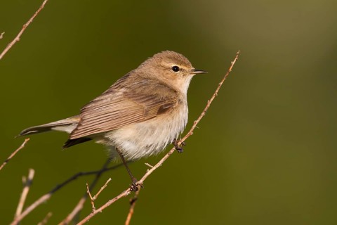 Siberian Chiffchaff - Taigazilpzalp - Phylloscopus tristis, Kazakhstan