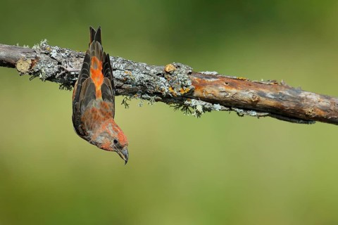 Red Crossbill (Loxia curvirostra) male perched on a branch, Andalusia, Spain