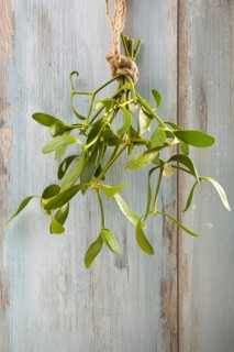 Branch of Mistletoe tied on grunge background. Nature background. Christmas plant