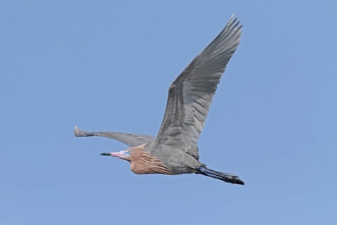 Reddish Egret (Egretta rufescens)