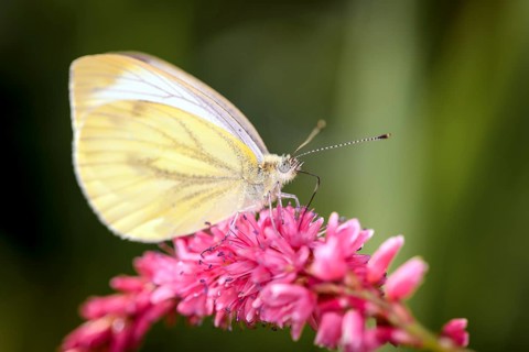 Rape white butterfly - Pieris napi - also called green vein white butterfly or hedge white