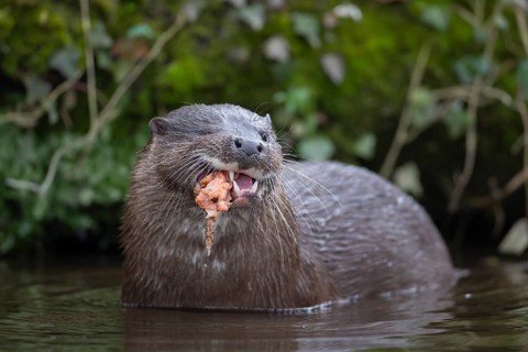 Eurasian otter (Lutra lutra) adult animal eating a fish in a river, England, United Kingdom