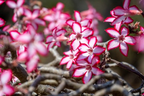 Multiflorous desert rose (Adenium multiflorum) also known as Sabi star, many pinkish white flowers,