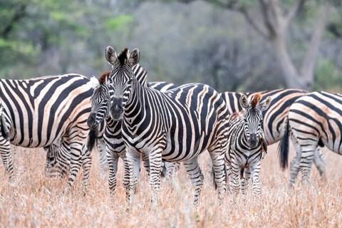 Steppe zebra (Equus quagga), mother and young, herd in dry tall grass, Kruger National Park, South