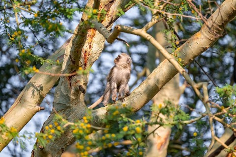 Southern vervet monkey (Chlorocebus pygerythrus) sitting on the branch of an acacia tree, Kruger