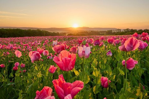 Opium poppy (Papaver somniferum), at impressive sunrise, summer, Germerode, Geo nature park Park