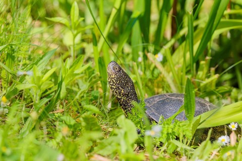 A European pond turtle (Emys orbicularis), makes its way through the green meadow next to the pond