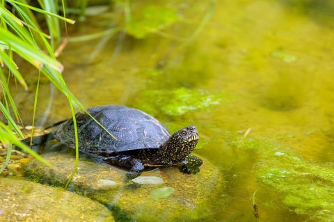 A European pond turtle (Emys orbicularis) rests in shallow water on a stone lying in the pond,