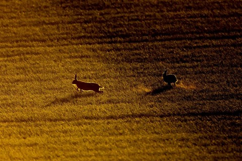 European brown hare (Lepus europaeus) silhouette of two adult animals running in a farmland field