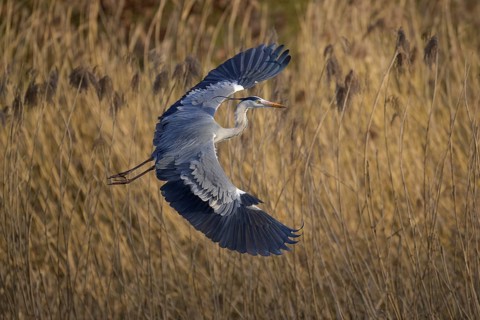 Grey heron (Ardea cinerea), adult heron in flight in front of reeds, evening light, Neckar valley,