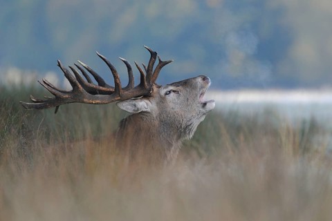 Red Deer (Cervus elaphus), powerful stag, barking in high grass, visible breath cloud, on a cold
