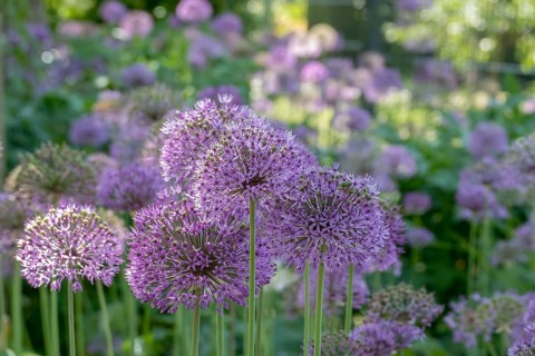 Ornamental leek (Allium sp.), inflorescence, Münsterland, North Rhine-Westphalia, Germany