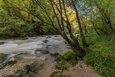 A river flows through a lively forest with smooth rocks that are partially submerged in the water.