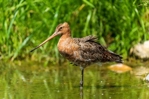 Standing snipe bird in a body of water surrounded by green vegetation, black-tailed godwit (Limosa