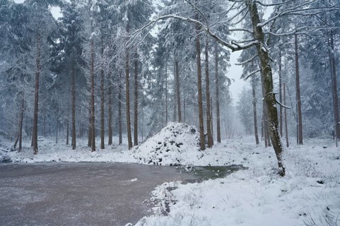 Snow-covered forest reserve Ballmoos, high moor in the mist, Lieliwald, Lindenberg, Horben, Canton