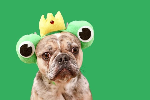 Funny French Bulldog dog wearing frog costume headband with crown and big eyes on green background