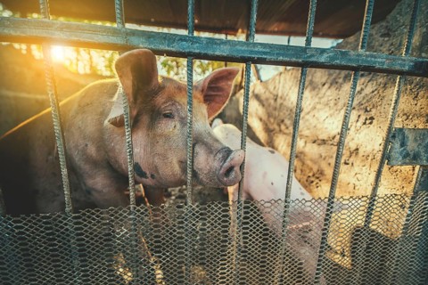 Closeup of beautiful caged pig in a home-made pig farm