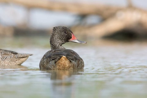 Freckled Duck (Stictonetta naevosa) male, Victoria, Australia