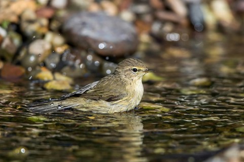 Common Chiffchaff (Phylloscopus collybita) bathing in a little stream, Mecklenburg-Western