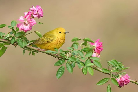 American Yellow Warbler (Setophaga aestiva) male perched on a flowering branch, Texas, USA