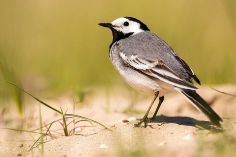 White Wagtail (Motacilla alba), Romania