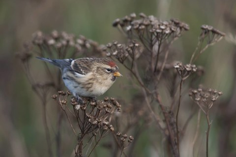 Common Redpoll - Taiga-BIrkenzeisig - Carduelis flammea flammea, Germany