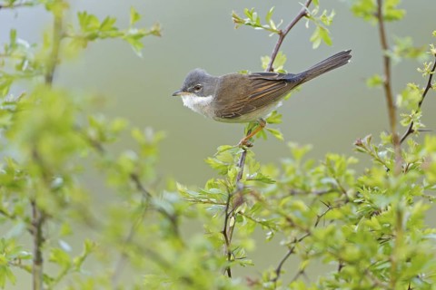 Common Whitethroat (Sylvia communis), Rhineland-Palatinate, Germany