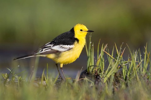 Citrine Wagtail - Zitronenstelze - Motacilla citreola ssp. calcarata, Kyrgyzstan, adult male